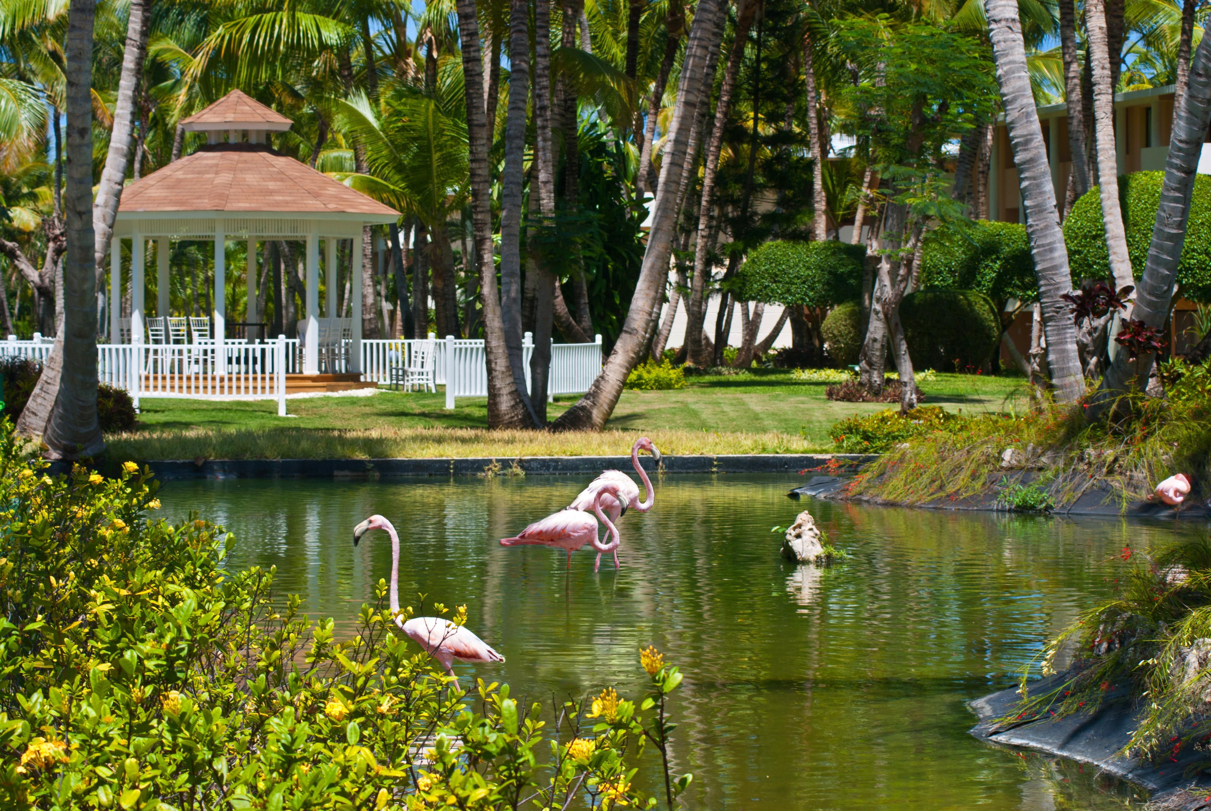 Catalonia Punta Cana Exterior foto Flamingoes at the Royal Palm Beach Hotel